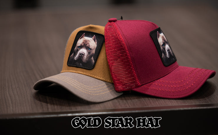 Gold Star Hat -  pit bull burgundy Trucker hat