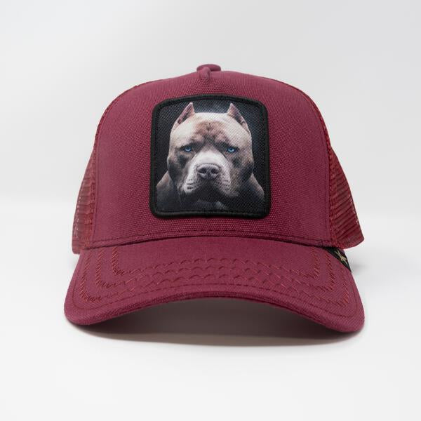 Gold Star Hat - Pitbull Dog Trucker hat Brown/Grey