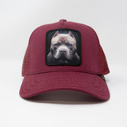 Gold Star Hat -  pit bull burgundy Trucker hat