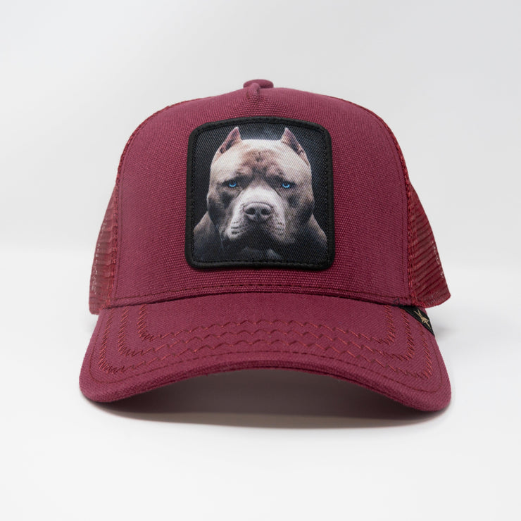 Gold Star Hat -  pit bull burgundy Trucker hat